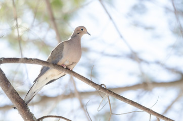 Mourning Dove, Turtle Dove (Zenaida macroura) resting on a tree branch in morning stillness.  luminescent  sunlight.