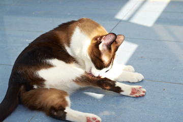 domestic cat wiping