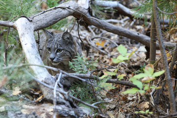 Bobcat hunting