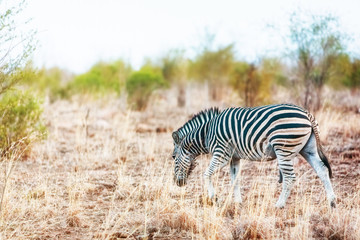 Zebra in Savanna of South Africa