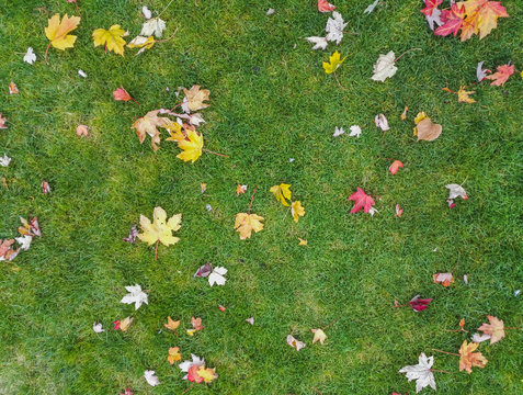 Autumn yellow and red leaves on a green grass
