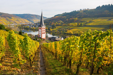 Fototapeta na wymiar vineyards at Merl, Germany, in autumn