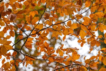 Beautiful orange hornbeam leaves hanging on branches