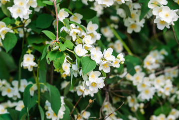 White flowers of Mock orange shrub (Philadelphus)