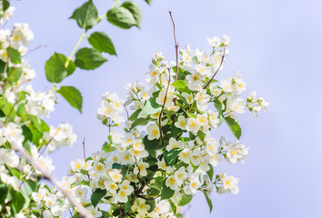 White flowers of Mock orange shrub (Philadelphus)