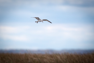 A seagull in flight.