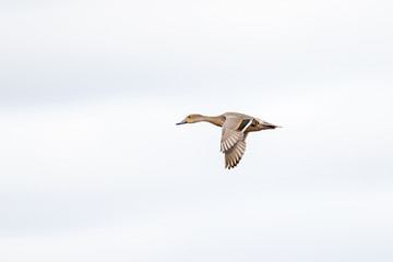A duck flying against and overcast sky.