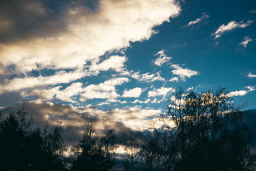 silhouettes of birch trees on  sky background. place for your own text, copy space