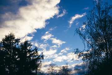 Obraz premium silhouettes of birch trees on sky background. place for your own text, copy space