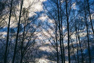 silhouettes of birch trees on  sky background