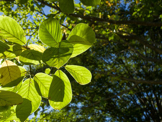 Beautiful green leaves of the trees on a sunny day