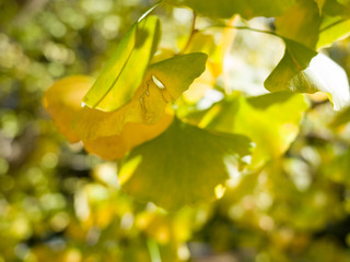 Yellow ginko leaves on the branch