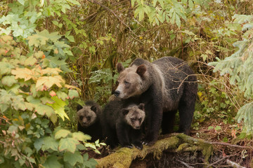 Grizzly Sow and 2 Cubs: in the wild