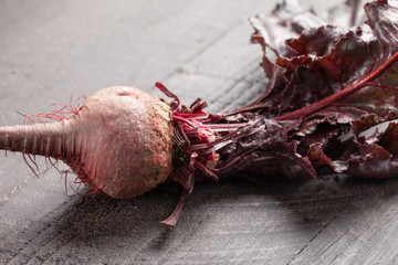 Freshly harvested organic beets single beet