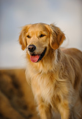 Golden Retriever dog standing against bluffs and sky