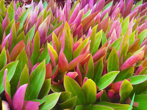 Close-up of beautiful flowers in Tradescantia spathacea (Rhoeo discolor), known as Moses in the cradle
