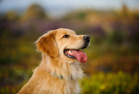 Golden Retriever dog head shot against natural field