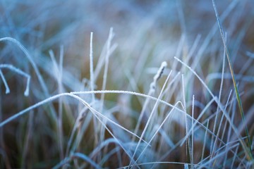Frosted grass at cold winter day