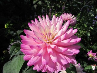 Dahlia Flower 