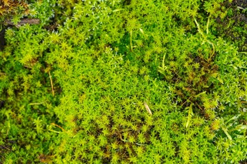 Fototapeta na wymiar Close up of green moss