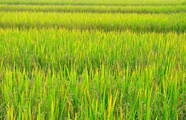 beautiful rice field in thailand 