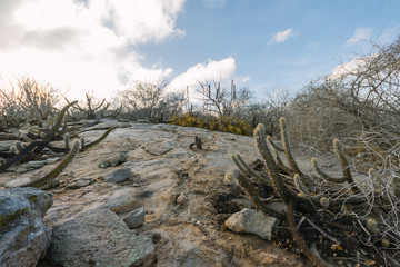 Landscape of the caatinga in Brazil