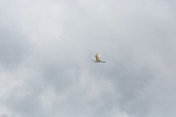 A bird flying in the sky
