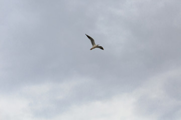 A bird flying in the sky