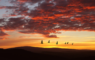 Fototapeta na wymiar Birds flying against evening sunset autumn background