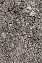Pine Bark Tree