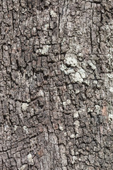Pine Bark Tree
