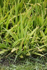 fresh green aloe vera plants in nature garden