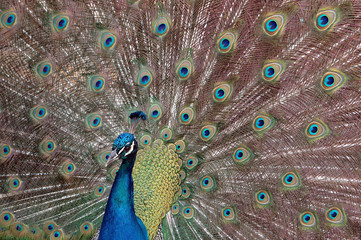 Obraz premium Proud as a Peacock