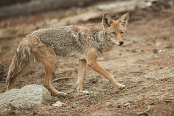 Obraz premium Coyote hunting