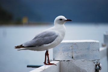 Waiting For Lunch