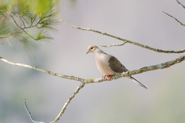 Mourning Dove, Turtle Dove (Zenaida macroura) resting on a tree branch in morning stillness.  luminescent  sunlight.