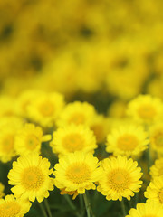 キク　黄色い花