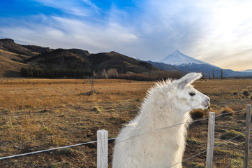 Patagonian Llama © Jopstock