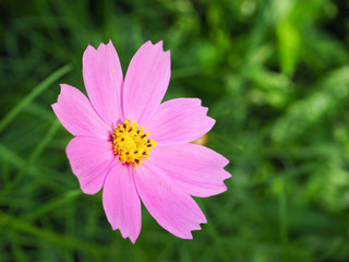 close-up beautiful flower ping nature