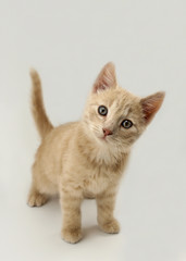 Cute Orange Kitten 