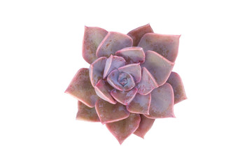 Pink Succulent