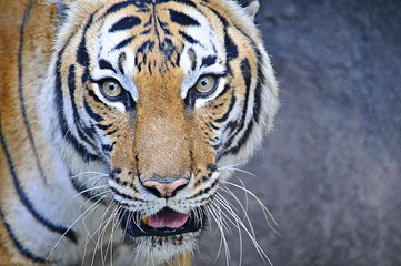 Naklejka premium Tiger Eyes