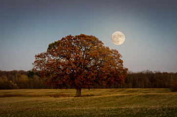 Moon Over Tree & Field, Farmland Twilight