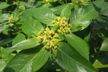 Close-up to leaves and pollen in the garden