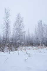 Winter bare trees without leaves under snow