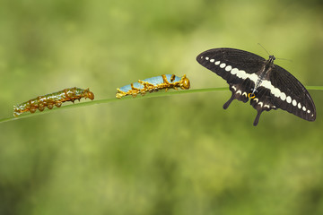 Caterpillars 4th and 5th with banded swallowtail butterfly (Papi