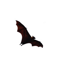 flying fox - huge bat isolated on white background