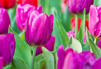 Close up view of purple tulip in springtime with water drops