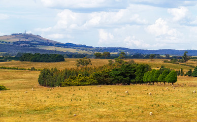 Fototapeta premium Landscape view of sheep grazing in the meadow at New Zealand