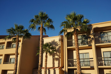 Fototapeta premium palm tree and hotel building in sunny day